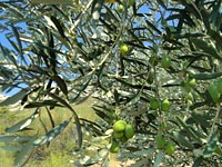 olives alpilles provence