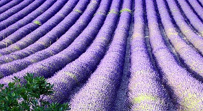 verdon lavender