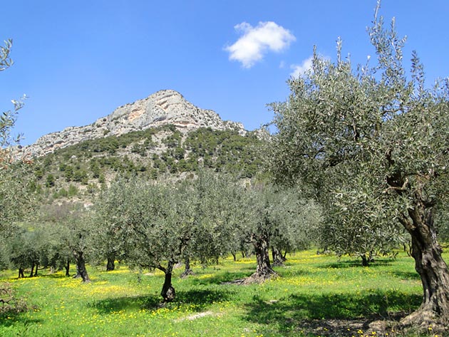 champs d'olivier en drôme provençale