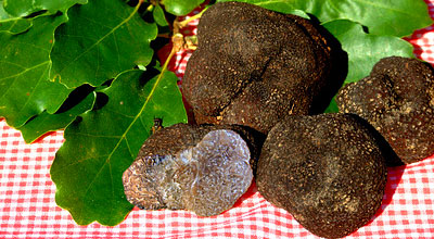 verdon truffles