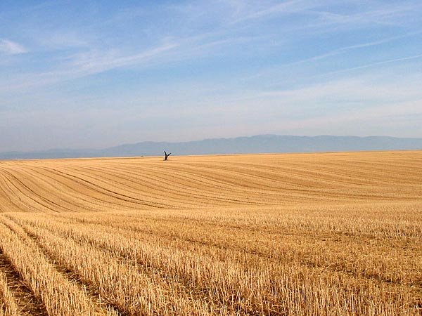 Plateau de Valensole