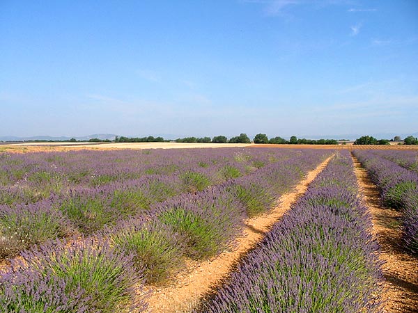 Plateau de Valensole