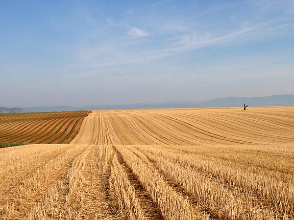 Plateau de Valensole