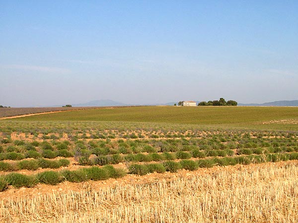 Plateau de Valensole