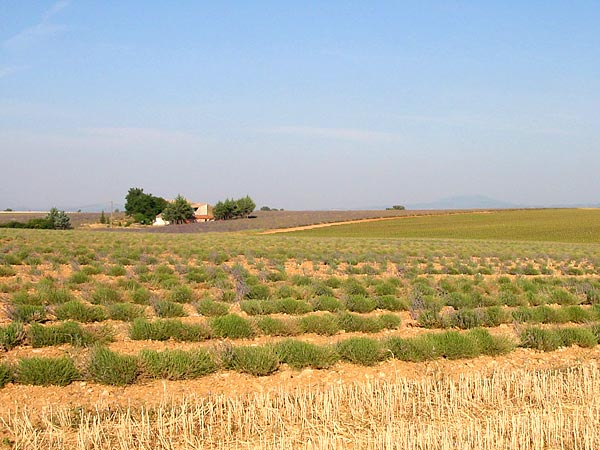 Plateau de Valensole