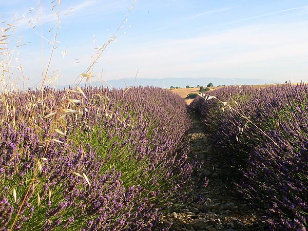 Plateau de Valensole