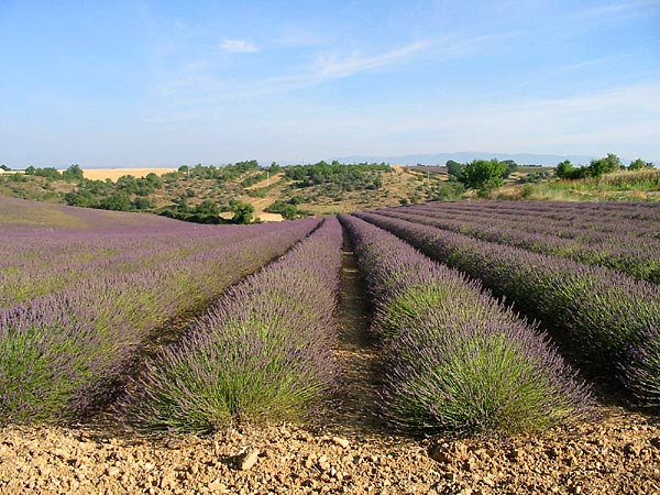 Plateau de Valensole