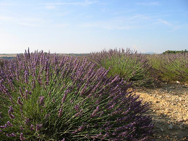 Plateau de Valensole