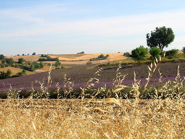 Plateau de Valensole