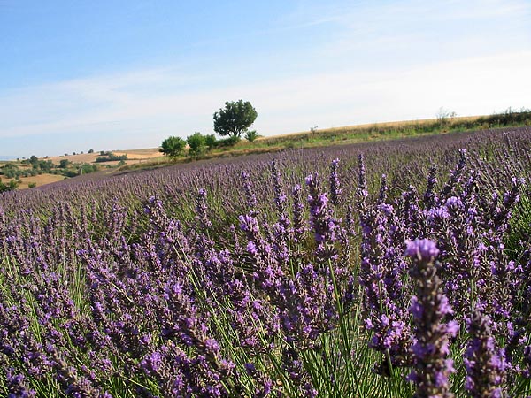 Plateau de Valensole